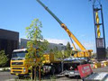 EMR Cranes image 5