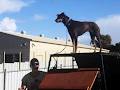 EP Dogs Boarding kennel image 4