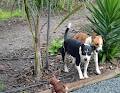 EP Dogs Boarding kennel image 6