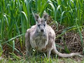 Forest of Tranquility - Australian Rainforest Sanctuary image 2