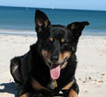 Fremantle K9 Care image 2