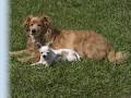 Furry Friends Boarding Kennels and Cattery image 3