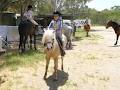 Gawler River Pony Club logo