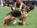 German Shepherd Dog Club of Victoria image 2