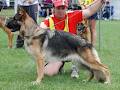 German Shepherd Dog Club of Victoria image 4