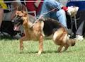 German Shepherd Dog Club of Victoria image 6