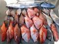 Gladstone Fishing Charters & Eco Tours image 2