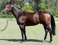 Glenrae Thoroughbreds image 1