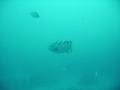 Gold Coast Dive Centre image 1