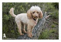 Good Dog Fotos image 6