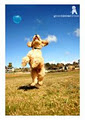 Good Dog Fotos logo