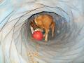 Hairy Hounds Playground image 4