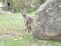 Halls Gap Hideaway image 2