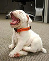Happy Pawz logo