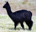 Hidden Lake Alpacas logo