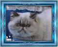 Himalayan cats of australia image 2