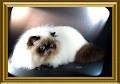 Himalayan cats of australia logo