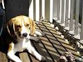 Holiday Pet and Home Care image 1