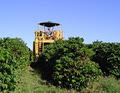 Jaques Australian Coffee Plantation image 5