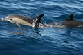 Jervis Bay Whale and Dolphin Eco Adventures image 5