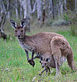 Kaiserstuhl Conservation Park logo