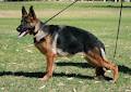 Lashadas German Shepherds image 5