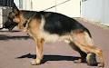 Lashadas German Shepherds image 6