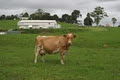 Maleny Dairies image 2