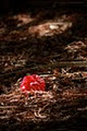 Maroondah Reservoir Park logo