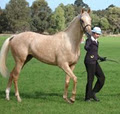 Martilla Sport Horses image 5