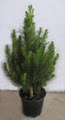 Merlino's Christmas Trees image 3