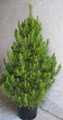 Merlino's Christmas Trees image 4