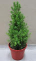 Merlino's Christmas Trees image 5