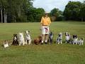 Obedience Dog Club of Brisbane image 3