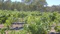 Orange Mountain Wines image 1