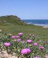 Penguin Island Boardwalks and Walk Trail image 3