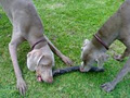 Pet Butler Dog Walking & Pet Sitting image 3