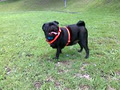 Petpals Dog Walking and Pet Sitting image 3