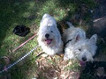 Petpals Dog Walking and Pet Sitting image 1