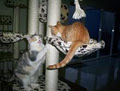 Pooch N Puss Play N Stay Pet Boarding & Grooming image 2