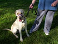 Positive Paws Dog Training image 3