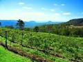 Preston Peak Wines logo