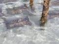 Pristine Oyster Farm image 4