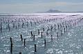 Pristine Oyster Farm image 5