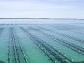 Pristine Oyster Farm image 6