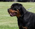 Rottweilers Von Deutschland image 3