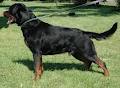 Rottweilers Von Deutschland image 4