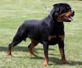 Rottweilers Von Deutschland image 5