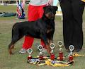 Rottweilers Von Deutschland image 6