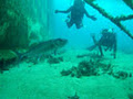 South West Dive image 4